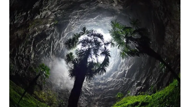 Floresta é encontrada em caverna subterrânea na China