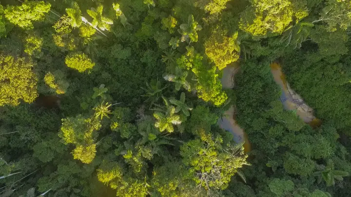 Fungos amazônicos sofrem com microplásticos e mudanças climáticas