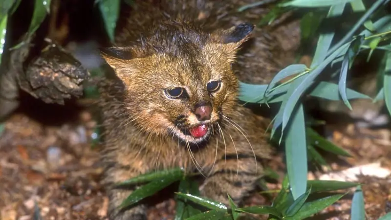 Gato-palheiro-dos-pampas: o felino mais ameaçado do mundo
