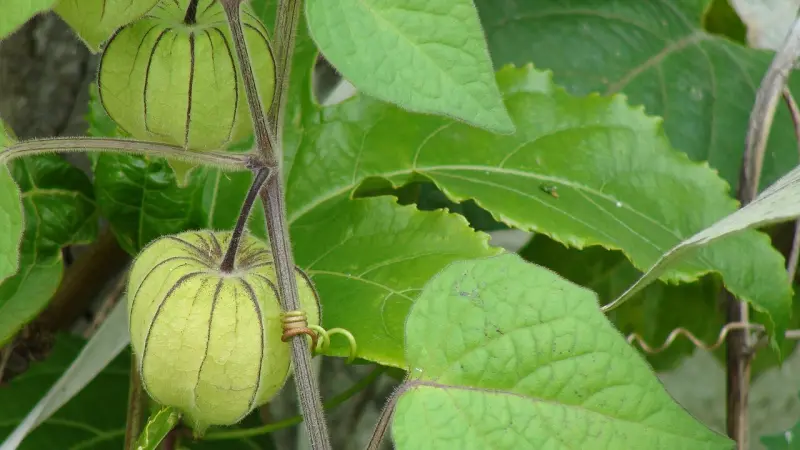 Novo instituto vai transformar a biodiversidade brasileira em alimentos e inovação