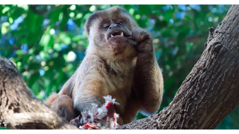 Macacos-prego caçam mais vertebrados quando frutas ficam escassas, revela estudo