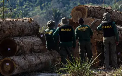 Madeireiras com selo de sustentabilidade tiveram mais de R$ 100 milhões em multas do Ibama