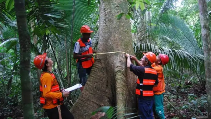Manejo de Impacto Reduzido na Amazônia garante estoque de carbono e recuperação da floresta, aponta estudo de 30 anos