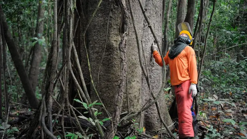 Manejo florestal amazônico: estudo da ESALQ defende critérios específicos por espécie