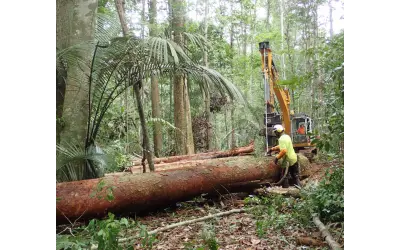 A França também é amazônica: o que Brasil e Guiana Francesa podem aprender um com o outro sobre manejo florestal