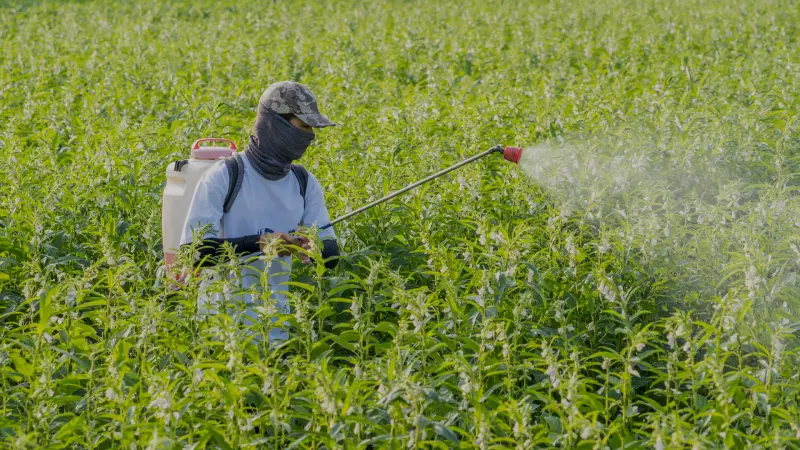 O mito do "celeiro do mundo": o custo letal do agronegócio e a salvação pelos Sistemas Agroflorestais