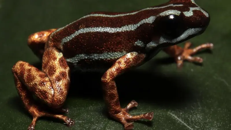 Nas matas do Juruá, um sapo de pernas metálicas revela novos segredos da Amazônia