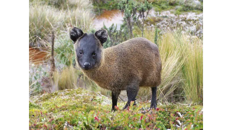 Nova espécie de mamífero descoberta por pesquisadores no Peru