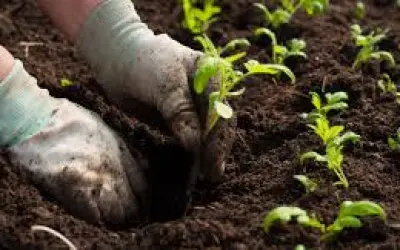 Nova metodologia projeta crescimento na restauração florestal
