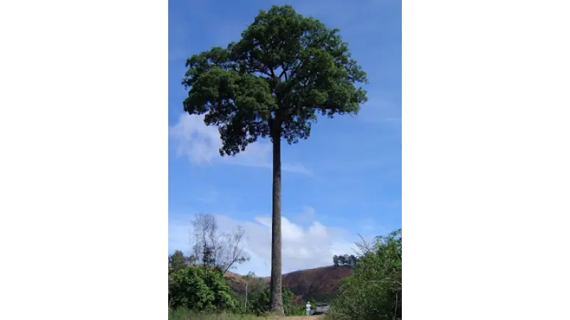 O velho Jequitibá - você precisa ouvir