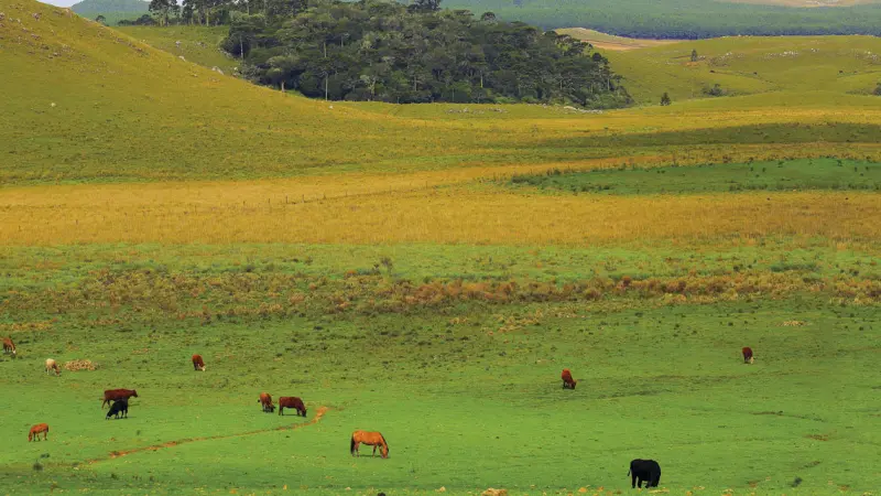 Pampa tem 30% a menos de vegetação nativa do que tinha em1985