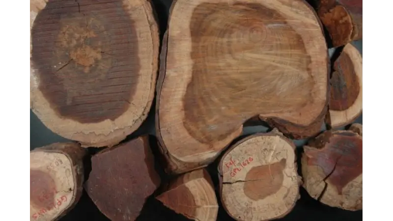 Pará: setor madeireiro aponta impactos de inclusão de árvores em lista de risco de extinção