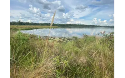 Plantar árvores pode destruir campos úmidos do Cerrado, alerta estudo