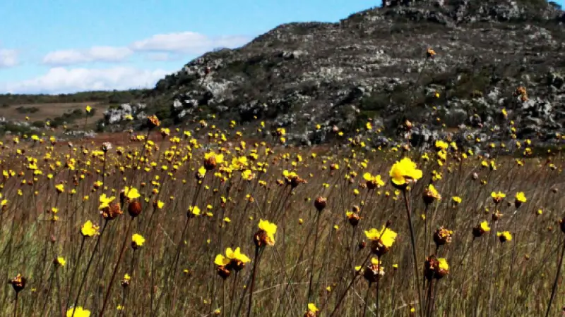 Catálogo de plantas auxilia na conservação de espécies no Espinhaço Mineiro