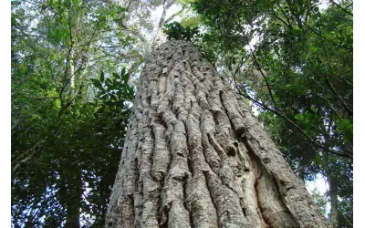 Poluição do ar afeta árvores da Mata Atlântica e revela quais espécies são mais resistentes nas cidades