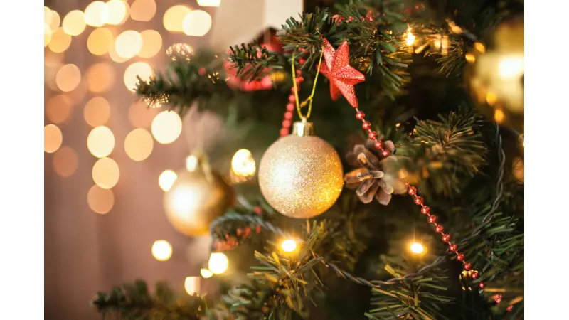 Por que o pinheiro é a árvore de natal?