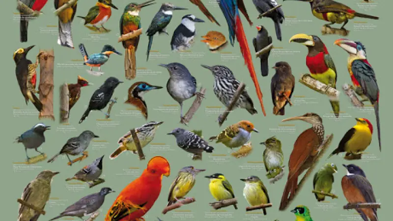 Posters Aves do Brasil