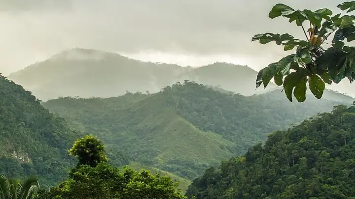 Proteção Insuficiente: Áreas de Alta Biodiversidade em Zonas Protegidas Sofrem Degradação Acelerada
