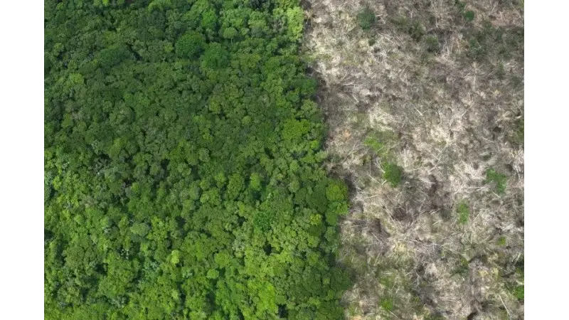 Senado avalia Proposta para reduzir áreas de preservação na amazônia