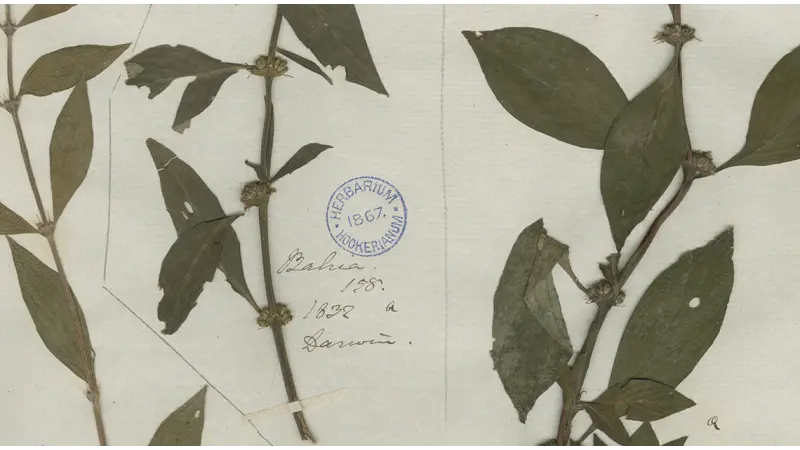 Reflora: como o Brasil trouxe de volta, em imagens, as plantas levadas por naturalistas europeus
