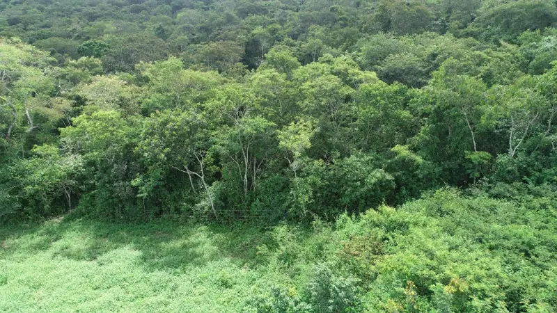 Reduzir a exploração pecuária não é suficiente para recuperar o solo degradado da Caatinga