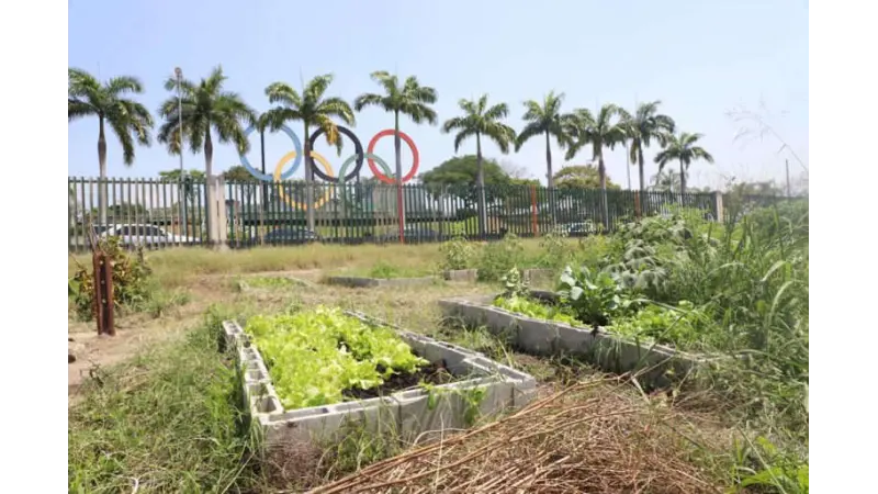 Rio de Janeiro prepara para criar a maior horta urbana do mundo