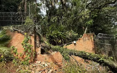 USP desenvolve software que prevê quedas de árvores e recomenda podas inteligentes em cidades