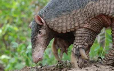 Tatu-canastra em extinção no Cerrado