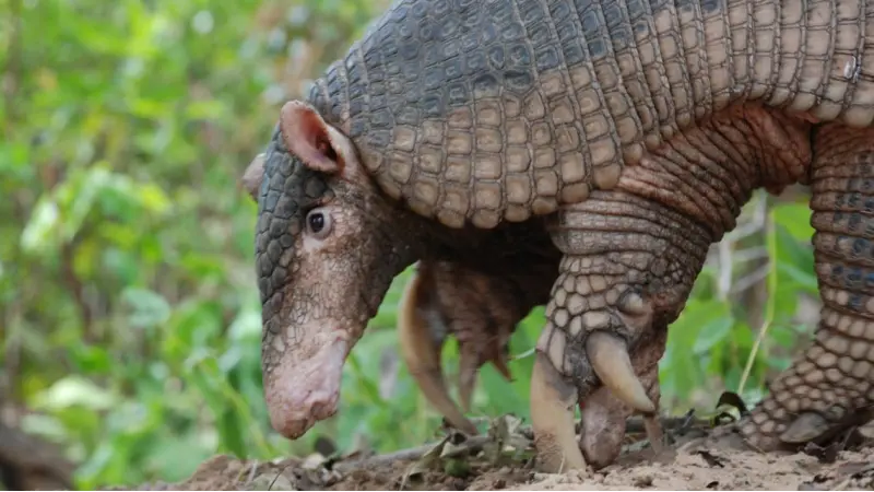 Tatu-canastra em extinção no Cerrado