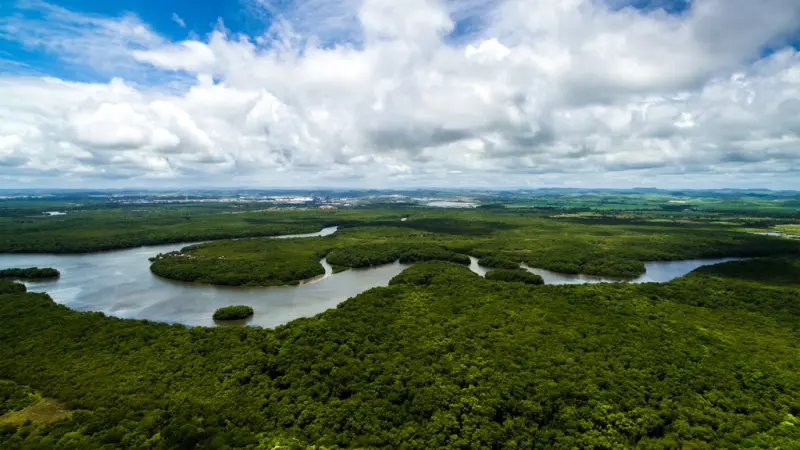O que é o TFFF e por que ele pode transformar a conservação das florestas tropicais