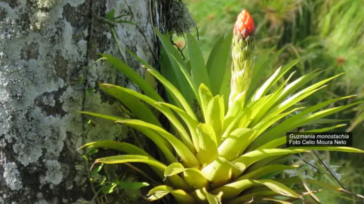 Transformando a Caatinga: Conheça o Primeiro Plano de Ação Nacional para sua Flora