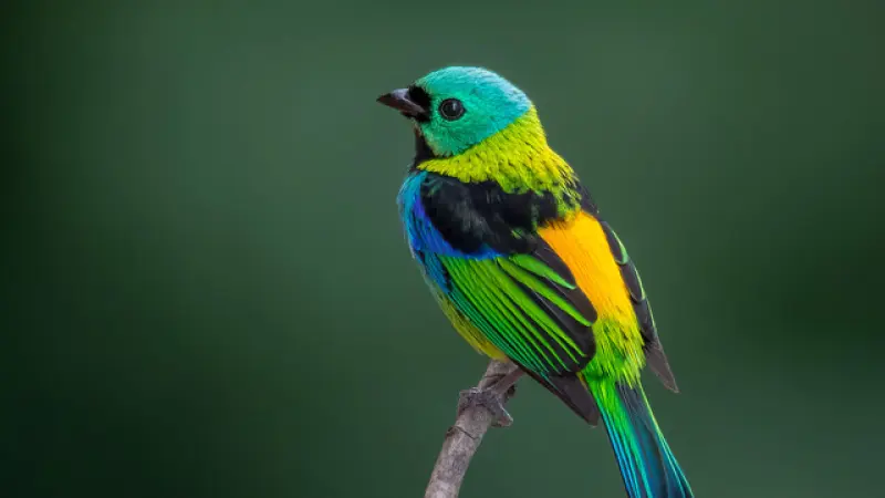 Megacoloridas em extinção urbana: como as cidades excluem as aves mais exuberantes do Brasil