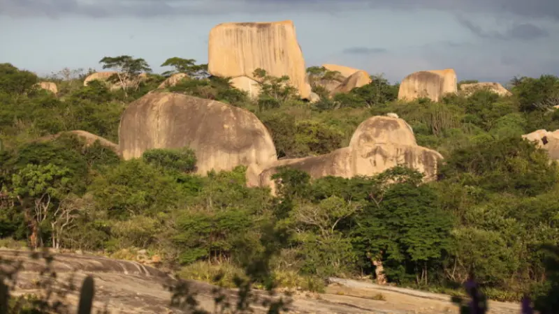 Vegetação inteligente e riqueza cultural: a Caatinga que é muito mais que seca e escassez