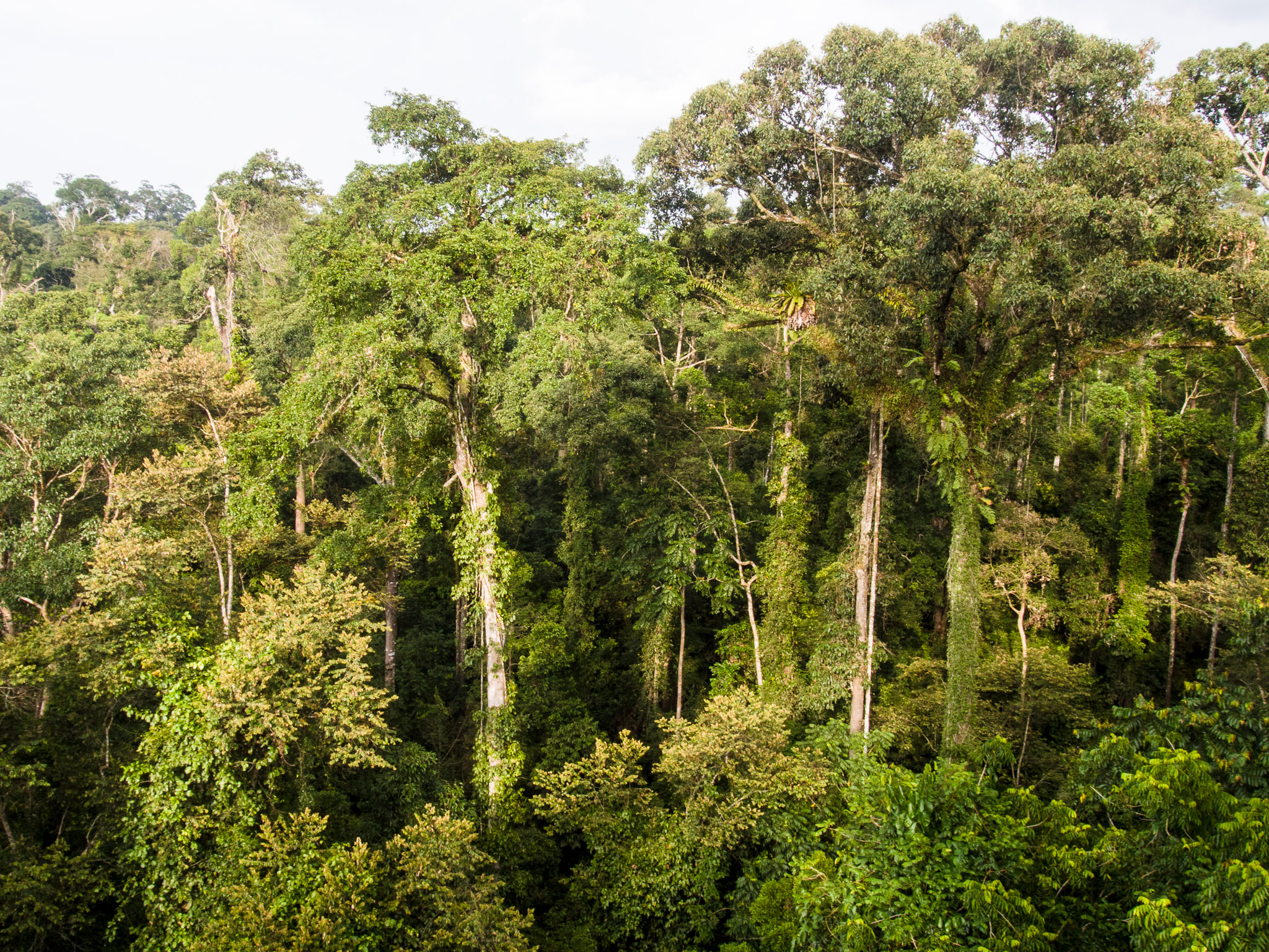 Indonésia: Manguezais para a vida  Movimento Mundial pelas Florestas  Tropicais