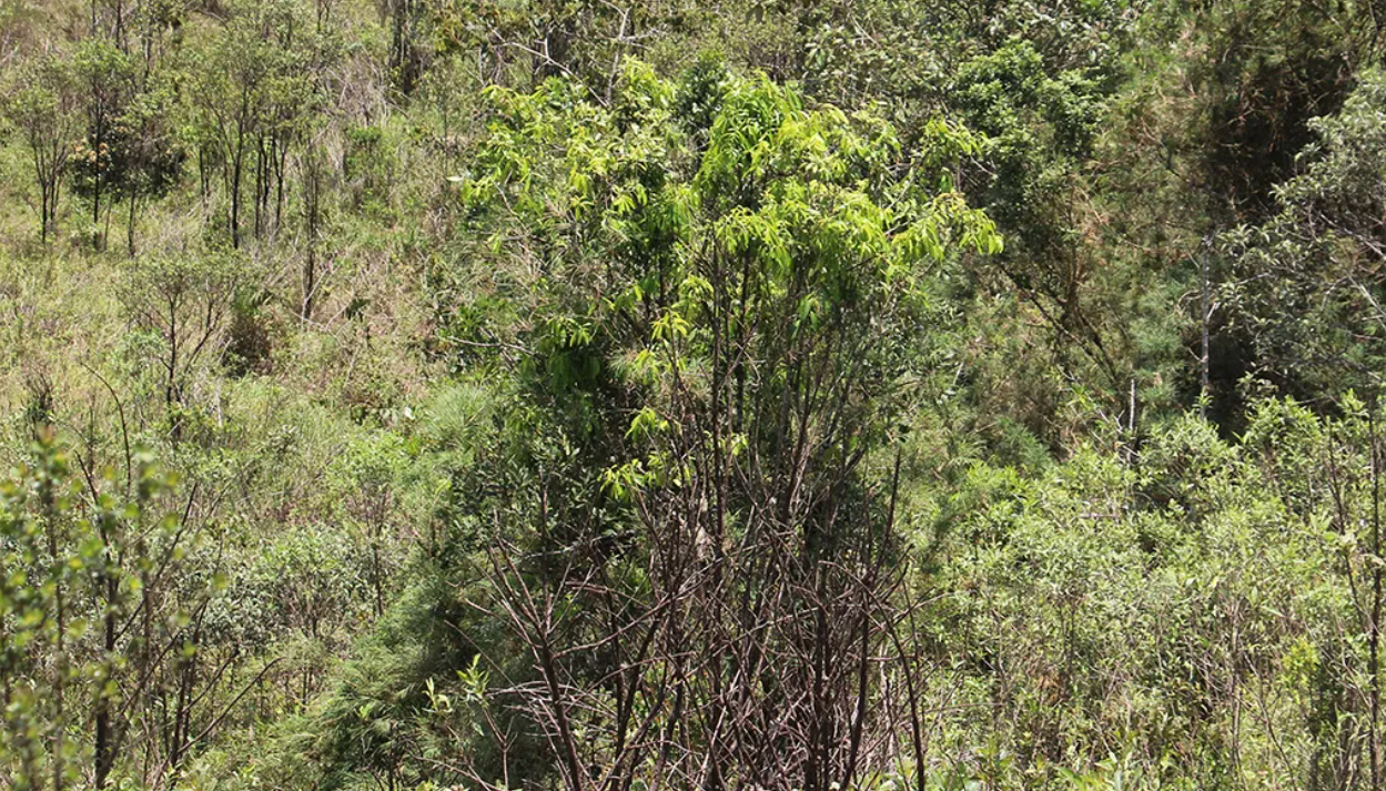 Mollinedia fatimae