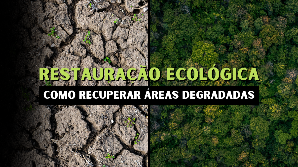 Restauração ecológica