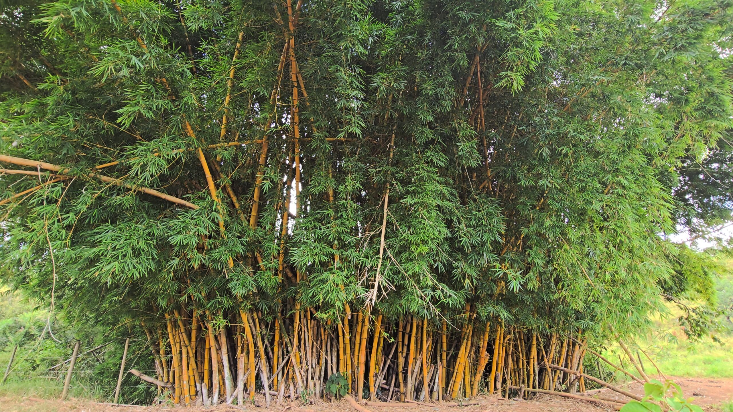 O bambu no Brasil: diversidade, usos e riscos de invasão - Florestal Brasil