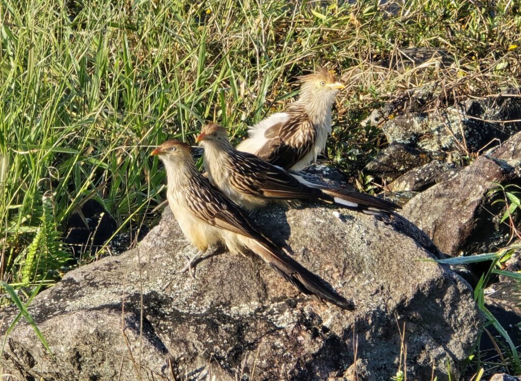 Anu-branco (Guira guira) nas margens da represa Guarapiranga no Parque da Barragem, em São Paulo/SP. Foto; Arthur Brasil.
