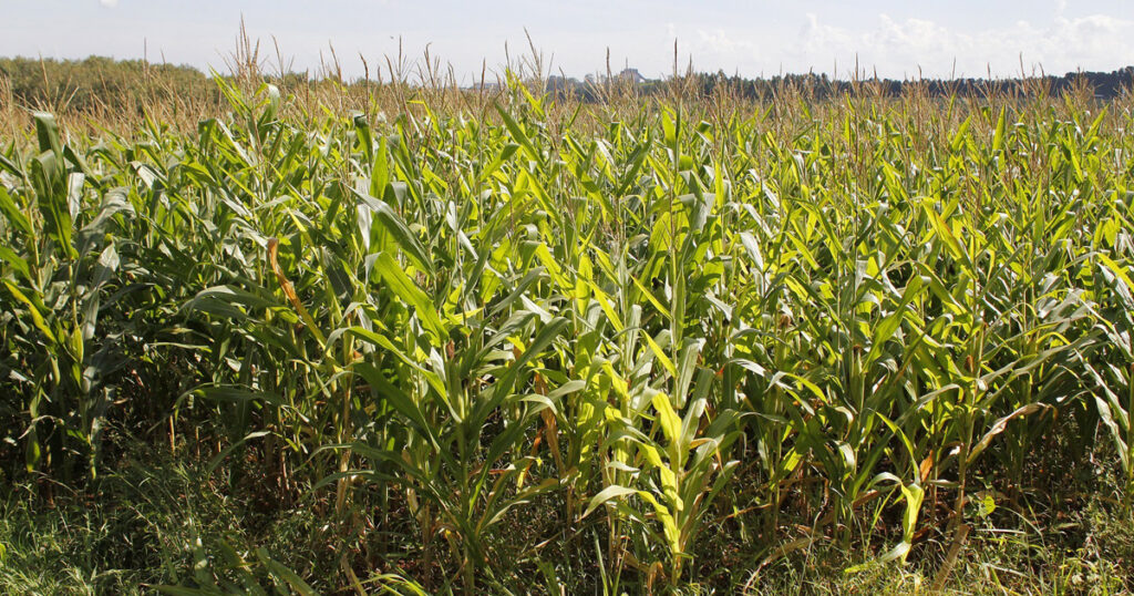 Agricultura homogênea agrava crise climática e de saúde, alerta pesquisador da USP