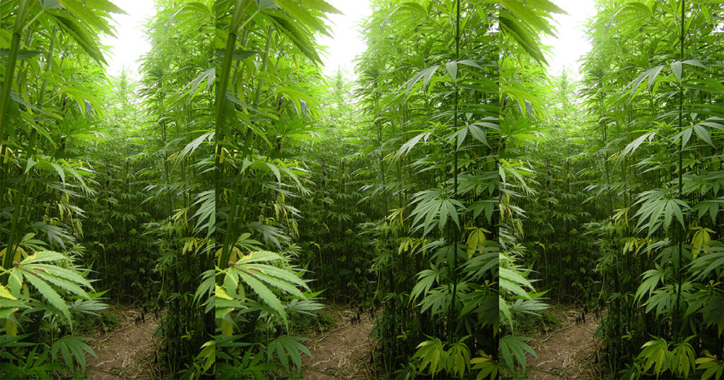 STJ autoriza cultivo de cânhamo no Brasil para fins industriais e medicinais