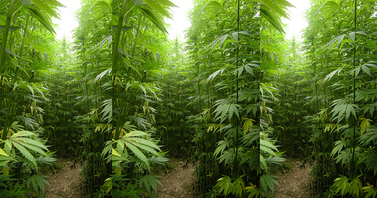 STJ autoriza cultivo de cânhamo no Brasil para fins industriais e medicinais
