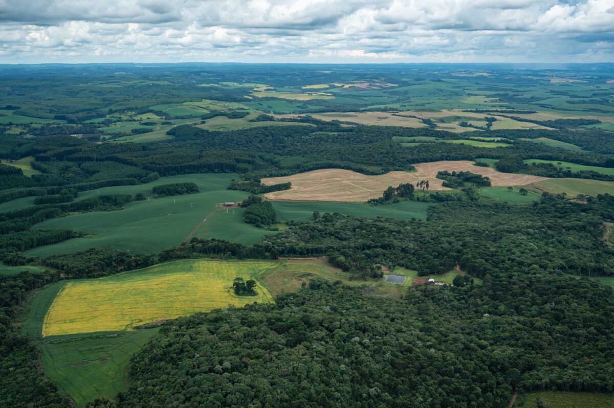 Qual protege melhor a biodiversidade: uma floresta contínua ou vários fragmentos menores?