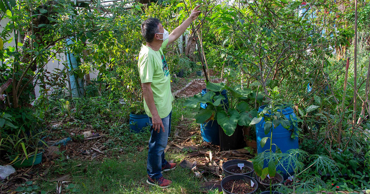 USP usa ciência cidadã para mapear frutas em áreas urbanas