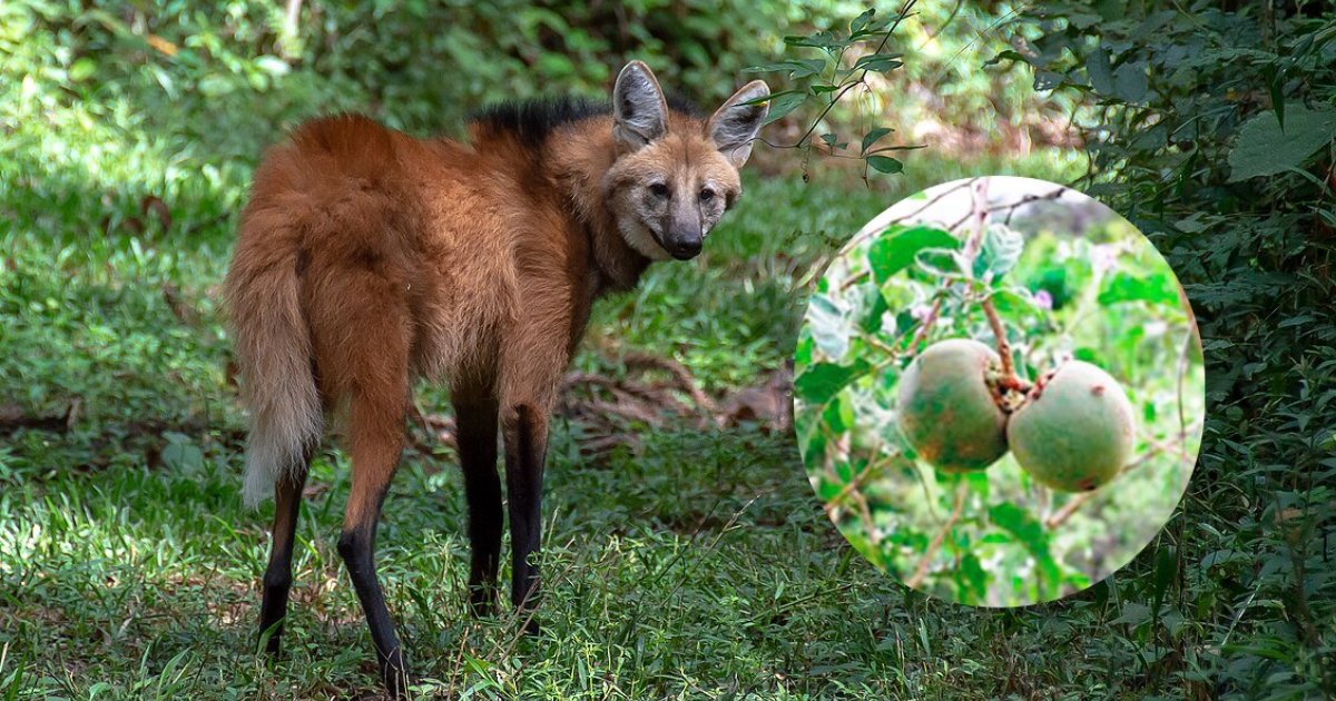 Fruta-do-lobo do Cerrado é usada em nanotecnologia contra câncer de bexiga