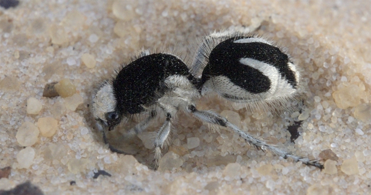coloração ultraescura em formigas-feiticeiras