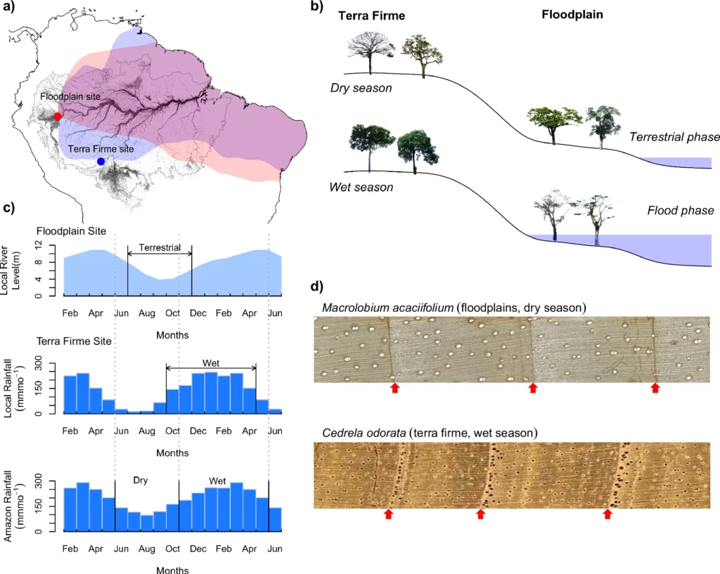 Anéis de árvores revelam extremos no clima da Amazônia