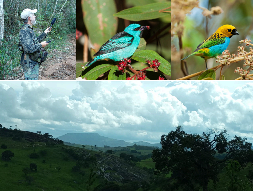 Pirodiversidade ameaça biodiversidade mesmo em florestas não queimadas da Mata Atlântica