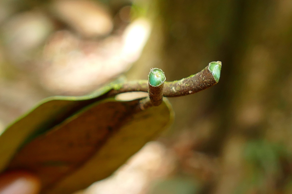 Caça às plantas que mineram: Brasil busca espécies hiperacumuladoras para agromineração