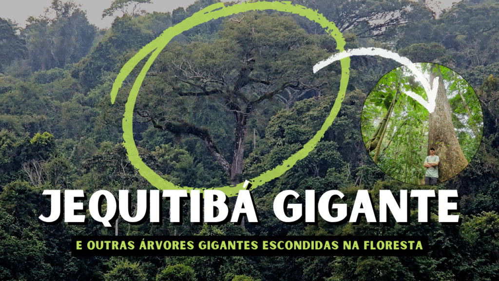 Jequitibá-rosa gigante em Minas Gerais3
