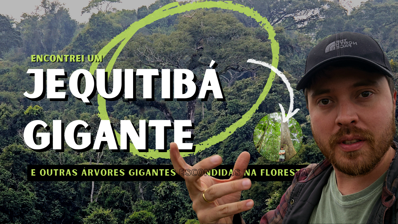 No coração da Mata Atlântica: a busca por um Jequitibá-rosa gigante em Minas Gerais